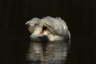 Mute swan (Cygnus olor) adult bird preening on the water surface of a lake, England, United Kingdom