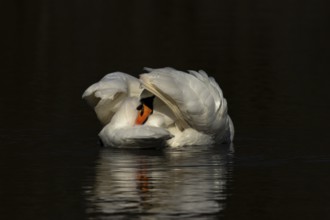 Mute swan (Cygnus olor) adult bird preening on the water surface of a lake, England, United Kingdom