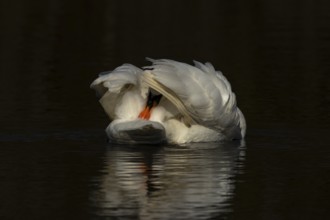 Mute swan (Cygnus olor) adult bird preening on the water surface of a lake, England, United Kingdom