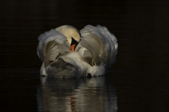 Mute swan (Cygnus olor) adult bird preening on the water surface of a lake, England, United Kingdom