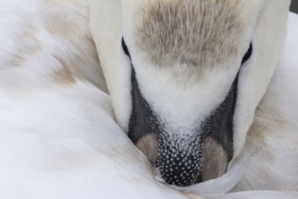 Mute swan (Cygnus olor) adult bird close up head portrait, England, United Kingdom