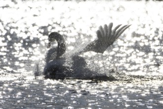 Mute swan (Cygnus olor) adult bird washing on the water surface of a lake, England, United Kingdom