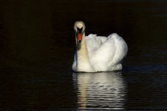 Mute swan (Cygnus olor) adult bird on the water surface of a lake, England, United Kingdom