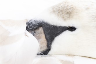 Mute swan (Cygnus olor) adult bird close up head portrait, England, United Kingdom