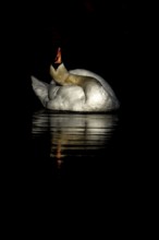 Mute swan (Cygnus olor) adult bird preening on the water surface of a lake, England, United Kingdom