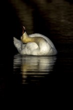 Mute swan (Cygnus olor) adult bird preening on the water surface of a lake, England, United Kingdom