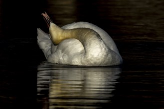 Mute swan (Cygnus olor) adult bird preening on the water surface of a lake, England, United Kingdom
