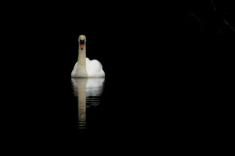 Mute swan (Cygnus olor) adult bird on the water surface of a lake, England, United Kingdom