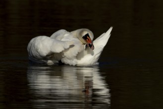 Mute swan (Cygnus olor) adult bird preening on the water surface of a lake, England, United Kingdom