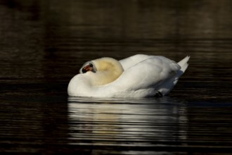 Mute swan (Cygnus olor) adult bird preening on the water surface of a lake, England, United Kingdom