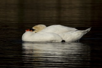 Mute swan (Cygnus olor) adult bird on the water surface of a lake, England, United Kingdom