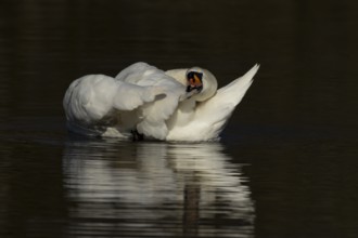 Mute swan (Cygnus olor) adult bird preening on the water surface of a lake, England, United Kingdom