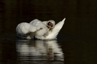 Mute swan (Cygnus olor) adult bird preening on the water surface of a lake, England, United Kingdom