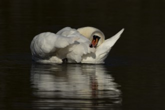 Mute swan (Cygnus olor) adult bird preening on the water surface of a lake, England, United Kingdom