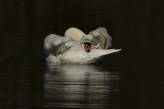 Mute swan (Cygnus olor) adult bird preening on the water surface of a lake, England, United Kingdom