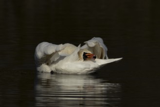 Mute swan (Cygnus olor) adult bird preening on the water surface of a lake, England, United Kingdom