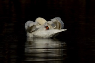 Mute swan (Cygnus olor) adult bird preening on the water surface of a lake, England, United Kingdom