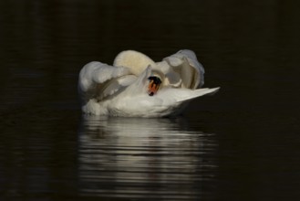 Mute swan (Cygnus olor) adult bird preening on the water surface of a lake, England, United Kingdom