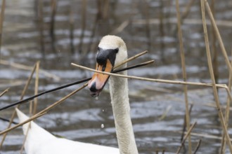 Mute swan (Cygnus olor) adult bird collecting reed plant stems to build a nest in springtime,