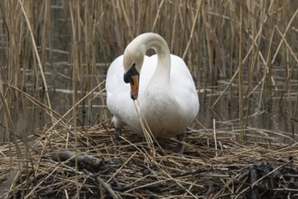 Mute swan (Cygnus olor) adult bird collecting reed plant stems to build a nest in springtime,