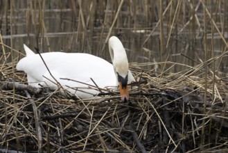 Mute swan (Cygnus olor) adult bird building a nest on a lake in springtime, England, United Kingdom