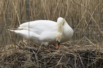 Mute swan (Cygnus olor) adult bird on a nest on a lake in springtime, England, United Kingdom