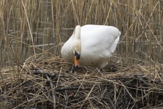 Mute swan (Cygnus olor) adult bird on a nest on a lake in springtime, England, United Kingdom