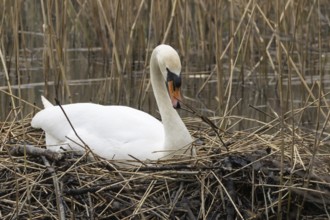 Mute swan (Cygnus olor) adult bird building a nest on a lake in springtime, England, United Kingdom