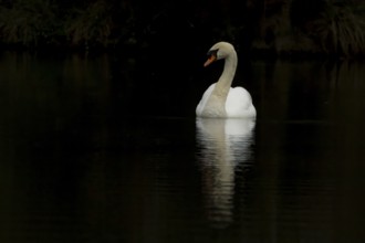 Mute swan (Cygnus olor) adult bird on the water surface of a lake, England, United Kingdom