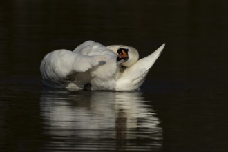 Mute swan (Cygnus olor) adult bird preening on the water surface of a lake, England, United Kingdom