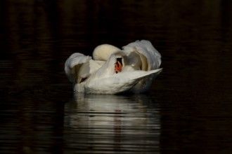 Mute swan (Cygnus olor) adult bird preening on the water surface of a lake, England, United Kingdom
