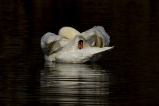 Mute swan (Cygnus olor) adult bird preening on the water surface of a lake, England, United Kingdom