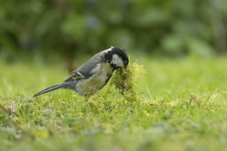 Great tit (Parus major) adult bird collecting moss for nesting material from a garden lawn in