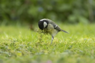 Great tit (Parus major) adult bird collecting moss for nesting material from a garden lawn in