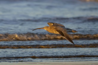 Eurasian curlew (Numenius arquata) adult bird in flight over a coast shoreline, England, United
