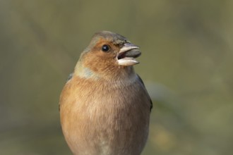 Eurasian chaffinch (Fringilla coelebs) adult male bird feeding on a sunflower seed, England, United