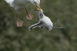 Herring gull (Larus argentatus) adult bird with a Kittiwake (Rissa tridactyla) juvenile baby bird