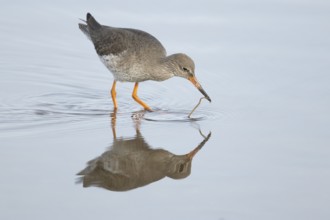 Common redshank (Tringa totanus) adult wader bird feeding on a worm in a shallow lagoon, England,
