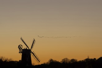 Pink-footed goose (Anser brachyrhynchus) adult geese birds flying in a flock or skein at sunset