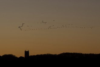 Pink-footed goose (Anser brachyrhynchus) adult geese birds flying in a flock or skein at sunset