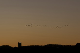 Pink-footed goose (Anser brachyrhynchus) adult geese birds flying in a flock or skein at sunset