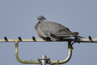 Wood pigeon (Columba palumbus) adult bird sleeping on an urban television aerial, England, United
