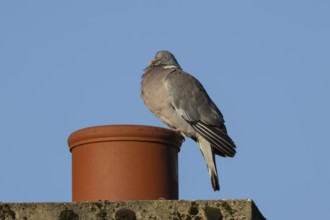 Wood pigeon (Columba palumbus) adult bird sleeping on an urban rooftop chimney pot, England, United