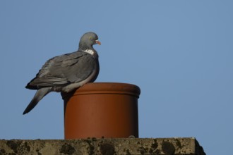 Wood pigeon (Columba palumbus) adult bird on a rooftop chimney pot, England, United Kingdom