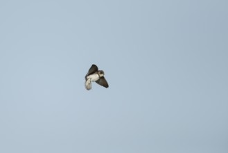 Sand martin (Riparia riparia) adult bird in flight, England, United Kingdom