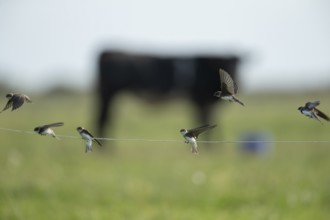 Sand martin (Riparia riparia) adult birds landing on a wire fence, England, United Kingdom