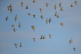 Golden plover (Pluvialis apricaria) adult wader birds in a flock in flight, England, United Kingdom