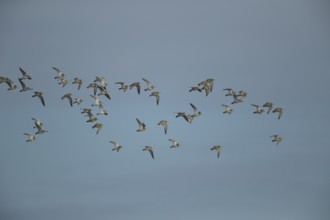Golden plover (Pluvialis apricaria) adult wader birds in a flock in flight, England, United Kingdom