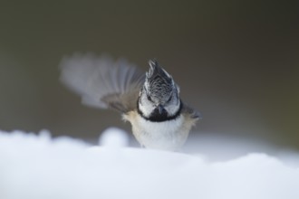 Crested tit (Parus cristatus) adult bird stretching whilst standing in snow in winter, Scotland,