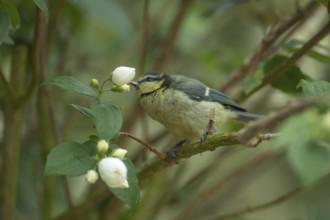 Blue tit (Cyanistes Caeruleus) juvenile bird perched in a garden shrub in summer, England, United